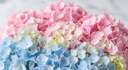 Fototapeta premium Close-up of pastel pink, blue, and white hydrangeas, showcasing delicate flower texture and soft color palette, ideal for spring or feminine themes
