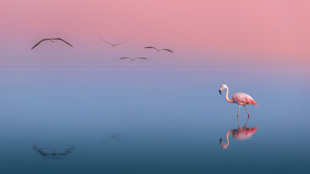 Flamingo in the walking on the shore at Paracas