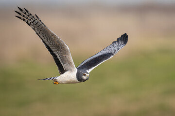 Harrier 3