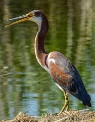 Tricolored heron at the waterside.