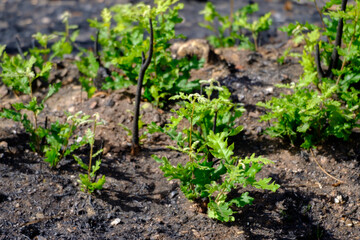 Forest Regeneration After Fire Green Shoots on Scorched Earth