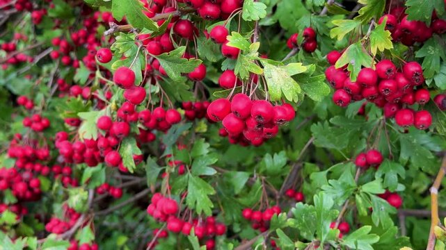 Red berries in autumn garden. Red fruits of Crataegus monogyna, known as hawthorn or single-seeded hawthorn ( may, mayblossom, maythorn, quickthorn, whitethorn, motherdie, haw ) 