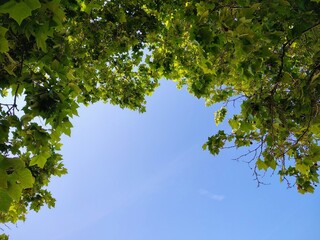 green leaves against blue sky