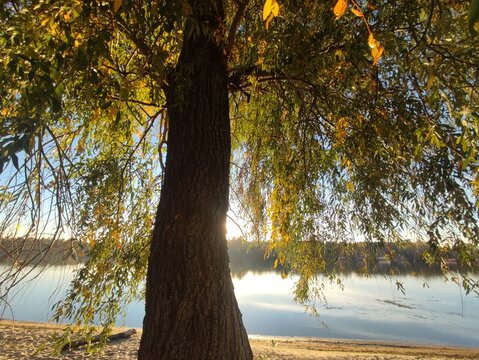 Yellow autumn willows on the left bank of the Dnipro river, Kyiv