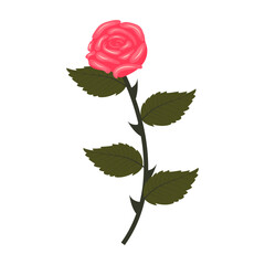Bright pink rose. Lush flower on a curved stem. Vector illustration isolated on a white background.