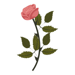 Dusty pink rose. Flower on curved stem. Vector illustration isolated on white background.
