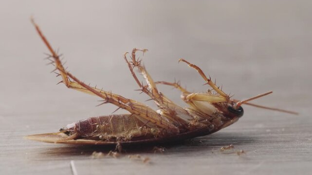 Macro view of ants carrying and feeding on cockroach on textured floor