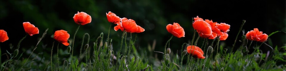 Vibrant red poppies blooming in a field against a dark background