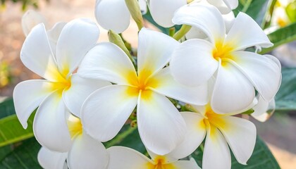 Close-up of white plumeria blossoms