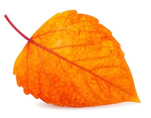 Autumn leaf on white