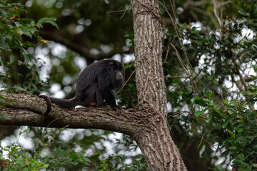 Wild Black Howler Monkey Perched in the Lush Canopy of the Brazilian Pantanal