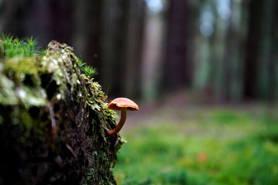 Tiny mushroom growing on mossy log in forest. Woodland macro scene with soft blurred trees and natural green background.