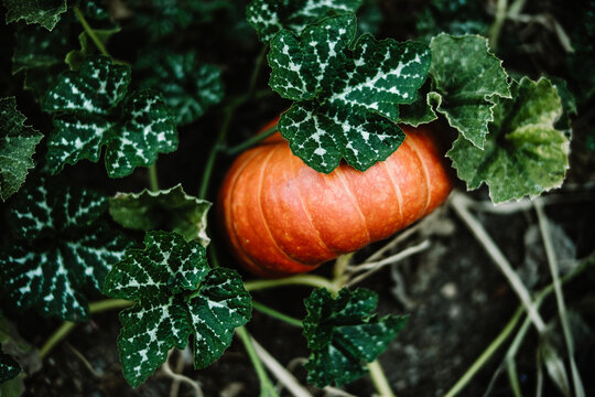 Close-up of a Pumpkin growing in a pumpkin patch, Sonoma, California, USA