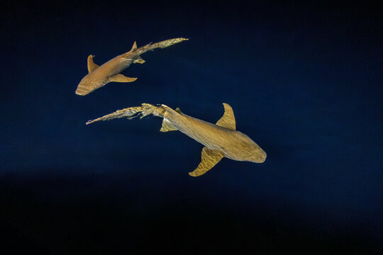 Two sharks swim in the deep blue sea, their sleek bodies gliding effortlessly through the water. - Powered by Adobe