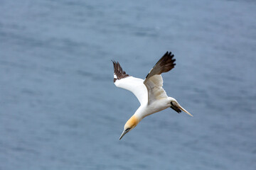 gannet