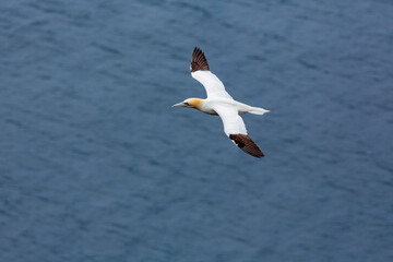 A Northern Gannet soars over the ocean, its white body contrasting with the dark blue water below.