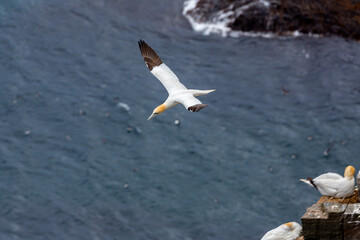 A Northern Gannet flies over the ocean near a rocky cliff where other gannets are perched.