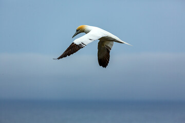 A Northern Gannet soars through the air, its wings spread wide against a backdrop of a muted blue sky and a hint of the ocean below, showcasing its distinctive white plumage and yellow head.