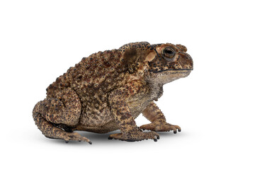 European toad (Bufo bufo) isolated on white