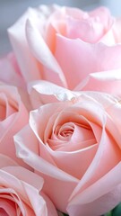 Close-up pink roses
