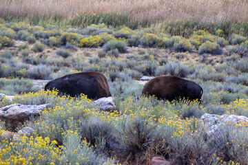 Antelope Island State Park