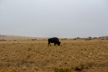 Antelope Island State Park