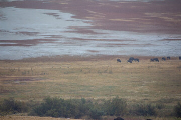 Antelope Island State Park