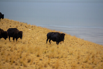 Antelope Island State Park