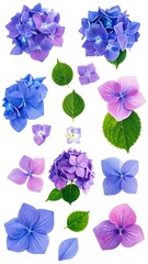 Hydrangea floral arrangement