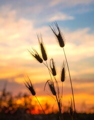 Silhouettes of grasses at sunset