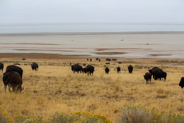 Antelope Island State Park