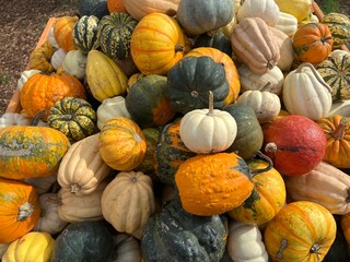 Pile of small multicolored pumpkins in orange, green, cream, red with natural stripes. Display of harvest, seasonal agriculture, or local farming during the autumn season.