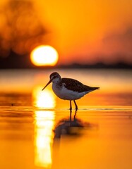 Bird silhouette at sunset on water