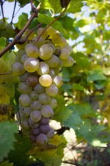 A detailed close-up of a sunlit cluster of ripe white grapes hanging on the vine, surrounded by vibrant green and yellow leaves.