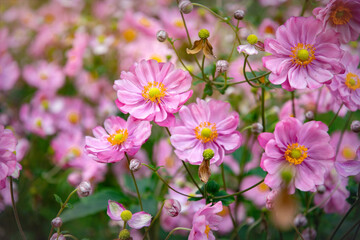Beautiful blooming pink Japanese Anemone	