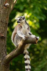 A ring-tailed lemur sitting on a tree branch in a sunny forest, observing the surroundings.