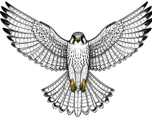 Falcon in flight, detailed line art