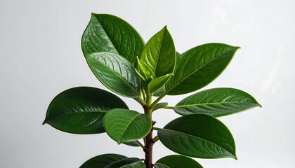 Close-up of a Fiddle Leaf Fig