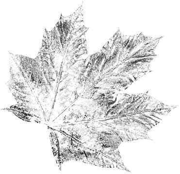 A vibrant and textured maple leaf imprint created by hand using acrylic paint, pressed onto the surface, and then meticulously scanned to preserve the rich detail and organic texture.