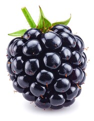 Single blackberry close-up