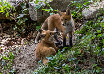 A pair of Red Fox kit siblings sharing a moment.