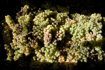 Pile of freshly picked white grapes illuminated by sunlight, showcasing their natural colors and textures.