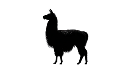 Silhouette of a llama in dramatic light against a transparent background