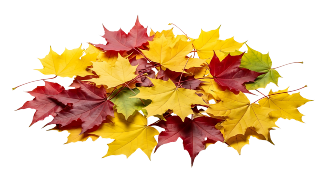 A pile of colorful autumn maple leaves in red, yellow, and green, isolated on transparent background