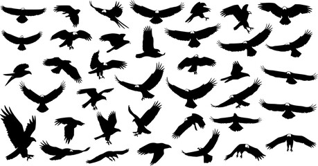 Silhouette Birds: A Collection of 39 Eagles in Flight, Black Icons Isolated on White Background