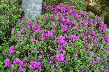 purple azalea flowers in the garden