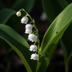 Closeup of White Lily of the Valley Flowers.