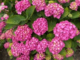 Hydrangea macrophylla shrub in bloom, with pink flowers and green foliage. Ideal for background.