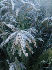 Frost-covered grass and flowers in early morning light  