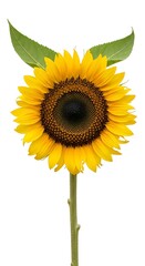 Bright Yellow Sunflower with Green Leaves.
